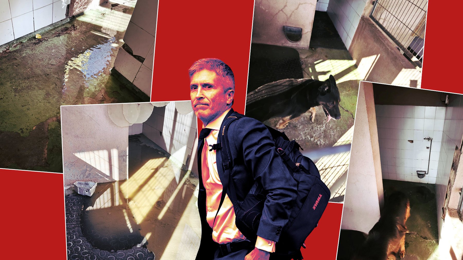 Los perros antidroga de Barajas malviven en perreras anegadas y pequeñas donde desarrollan neurosis