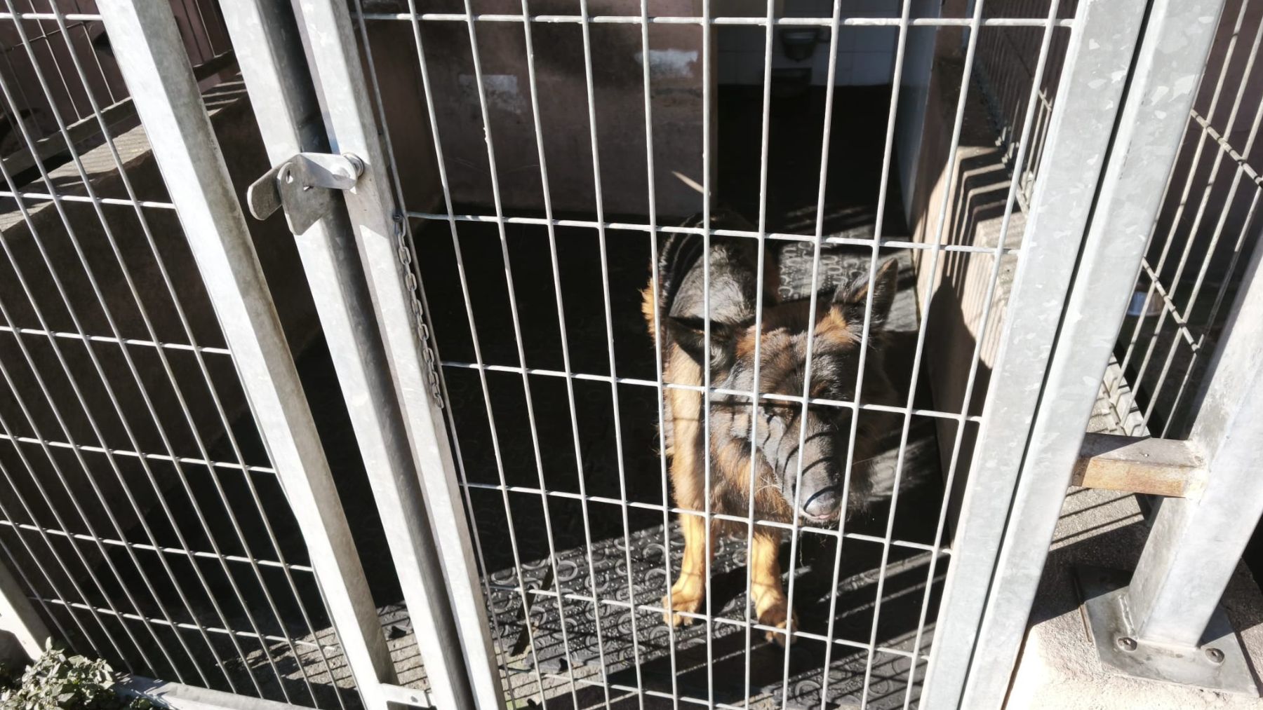 Uno de los perros polic&iacute;a de Barajas en un chenil, de reducidas dimensiones.