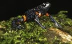 Ranas más raras del mundo
