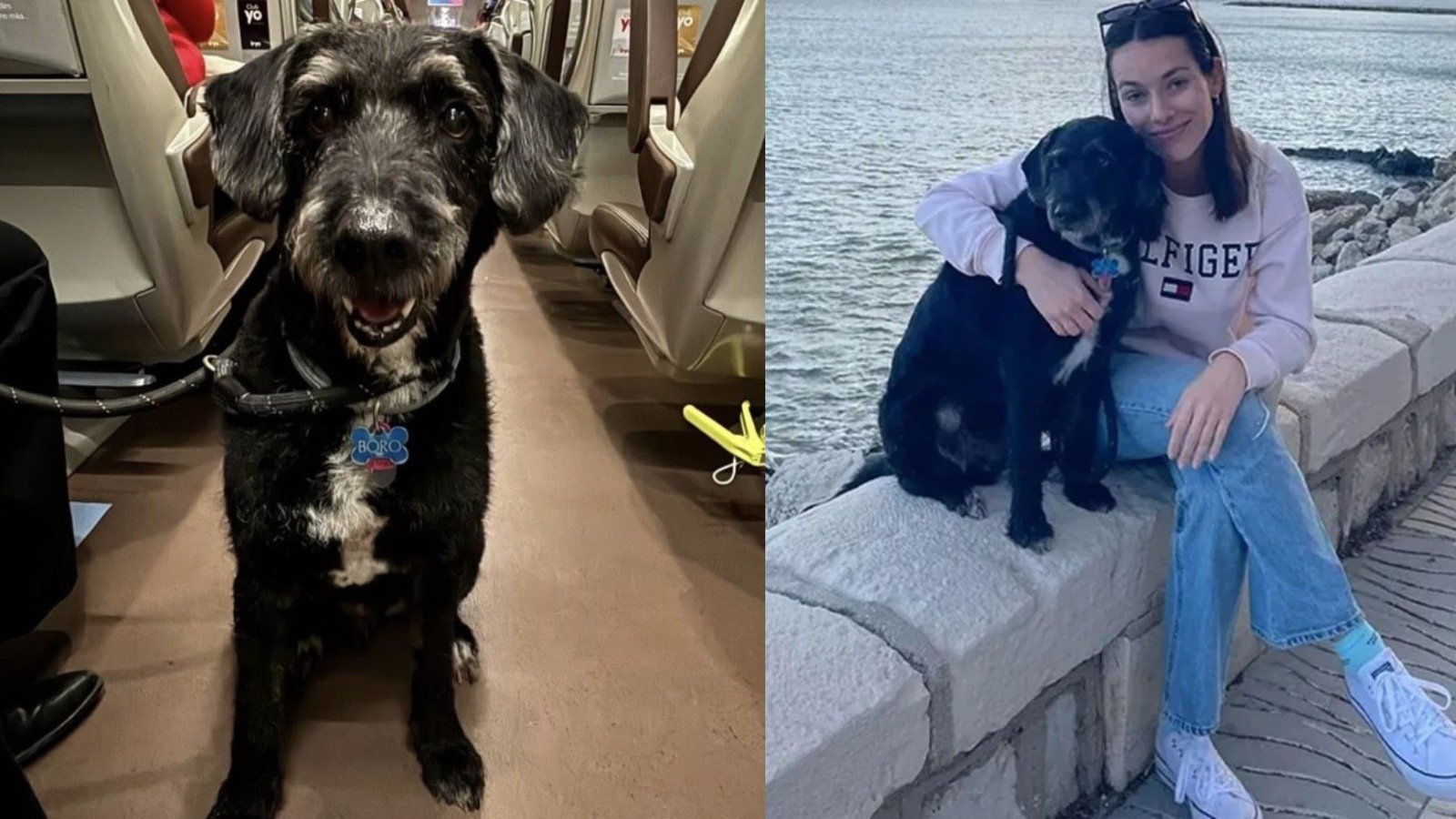 Localizan con vida a Boro, el perro desaparecido en el accidente de Adamuz, pero se vuelve a escapar