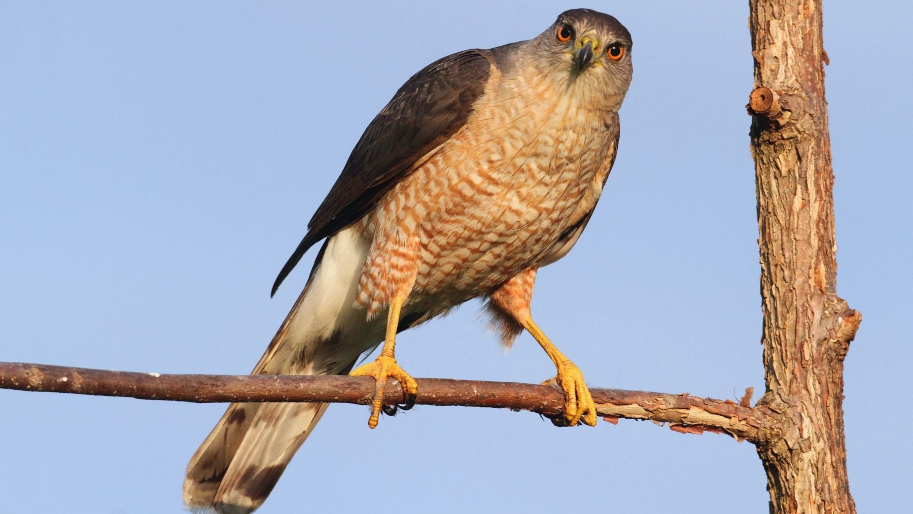Entre los animales que saben aprovecharse de la tecnología humana, en concreto de los semáforos, se encuentra el gavilán de Cooper.