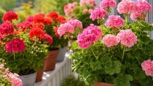 Geranios, plantas, Feng Shui