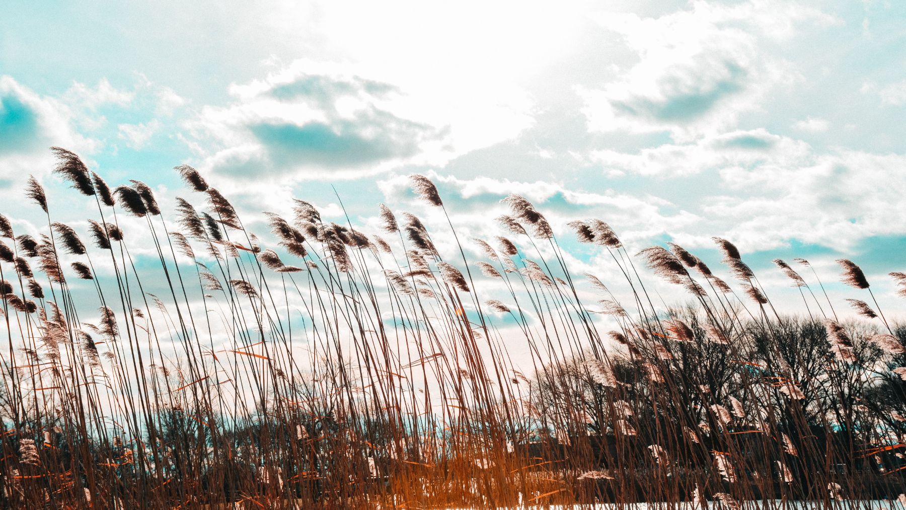 Alerta máxima por viento en la Comunidad Valenciana: estas son las zonas afectadas