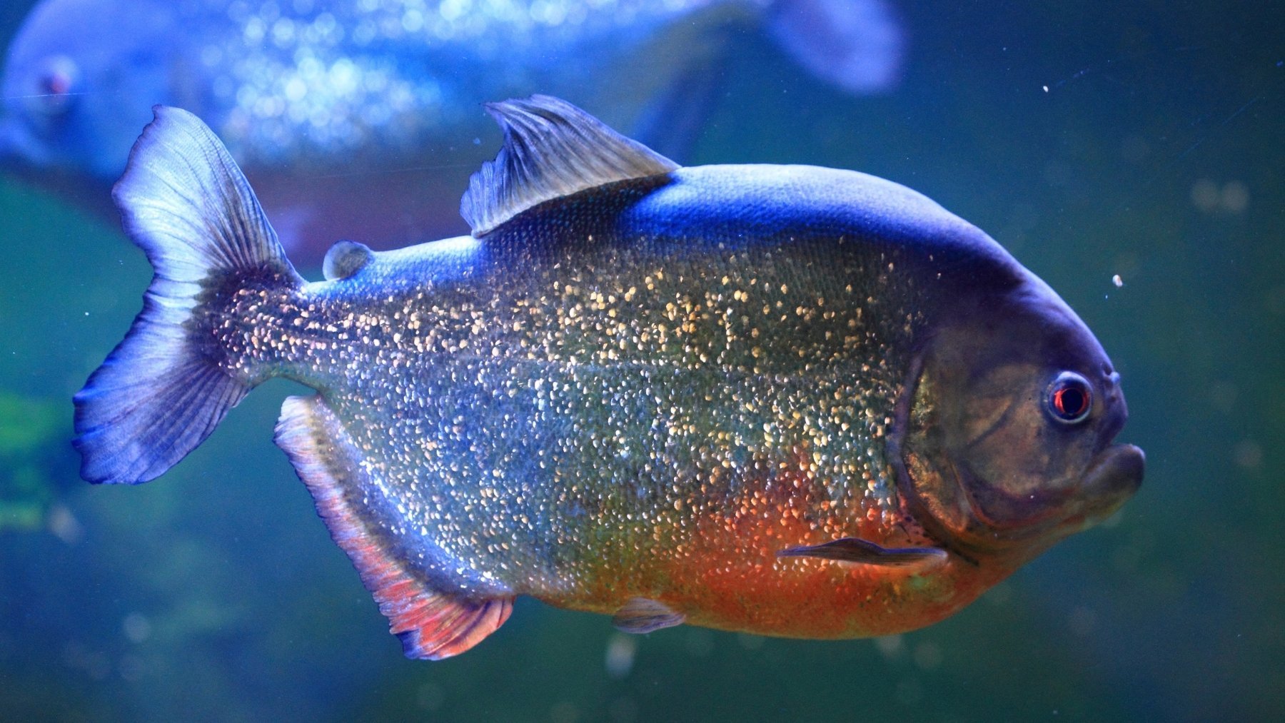 Incredulidad total entre los expertos: aparece