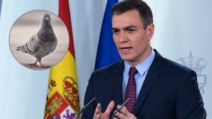Pedro Sánchez y palomas
