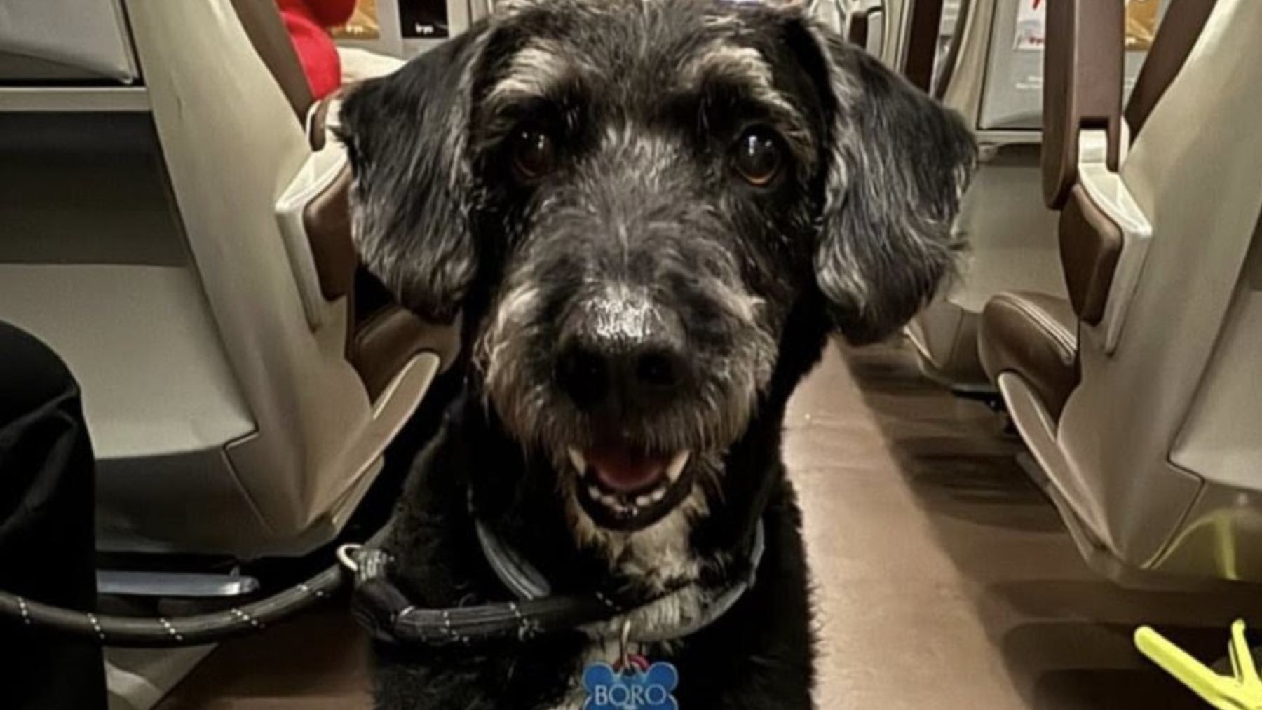 Boro, el perro desaparecido en el accidente de Adamuz (Córdoba). (Foto: PACMA).