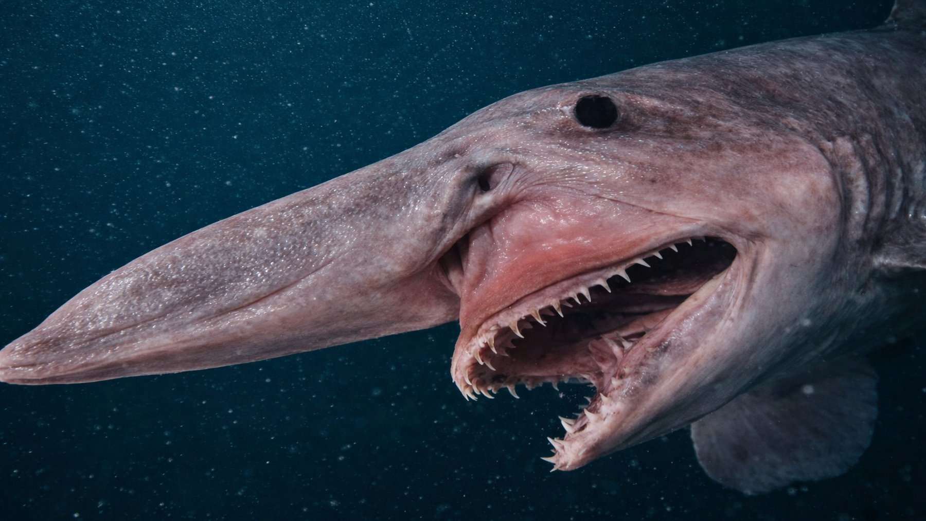 Los zoólogos no dan crédito: aparece por primera vez en Canarias un rarísimo ejemplar de tiburón duende