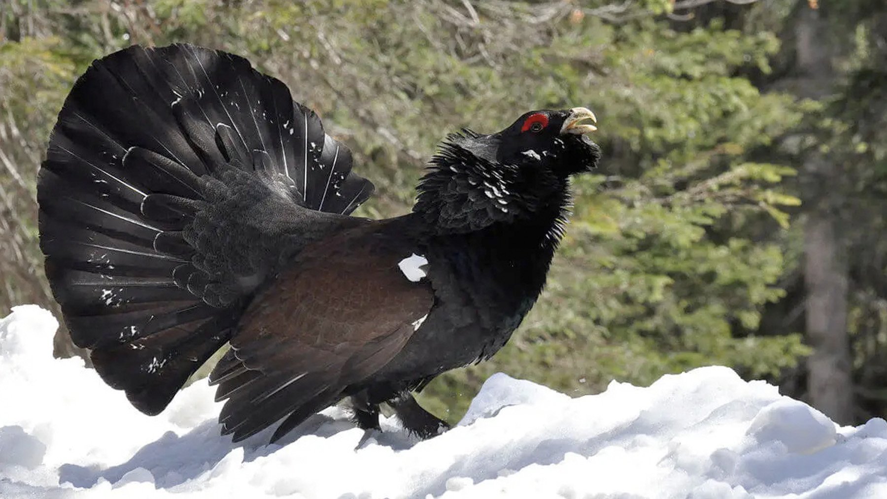 Vuelco crucial en la salvación del urogallo pirenaico: la clave es controlar a sus depredadores, según la ciencia