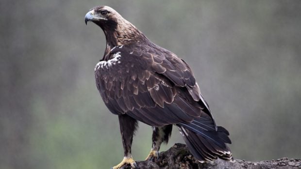 El águila imperial ibérica, una de las aves más majestuosas que surcan los cielos de nuestro país.