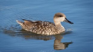 La cerceta pardilla figura entre las aves que se encuentran en peligro crítico de extinción.