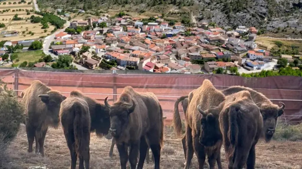 El grupo de bisontes que ha acogido la localidad de El Recuenco.