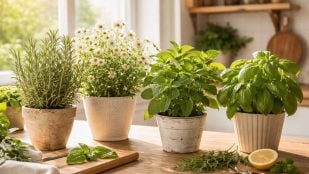 Hierbas aromáticas, plantas, tradición china