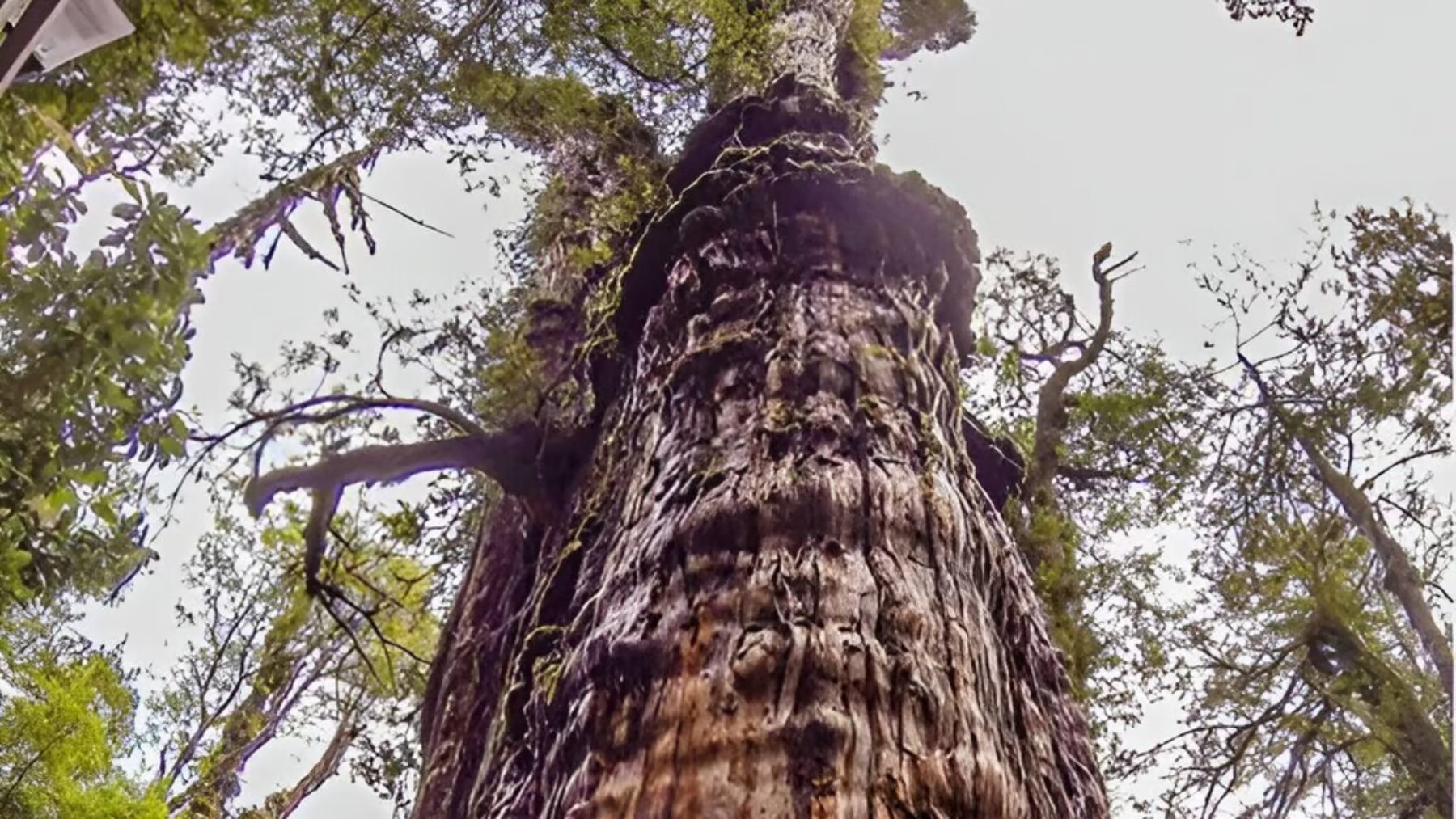 El 2º árbol más longevo del mundo está en Argentina: mide 50 metros y su edad certificada es de 2.630 años