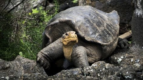 Ejemplar de tortuga galápago. Foto: Pexels.