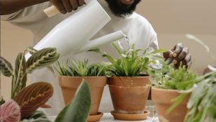 Cuando riegues tus plantas