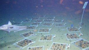 minería bajo el mar