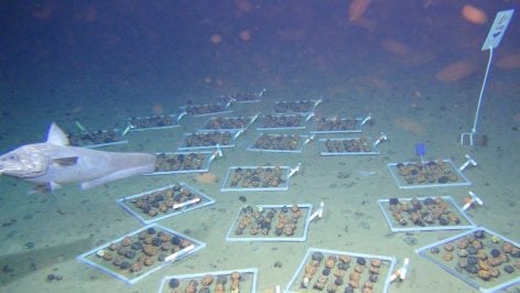 Zona Clarion Clipperton y los nódulos polimetálicos. Foto: Geomar en Wikimedia Commons.