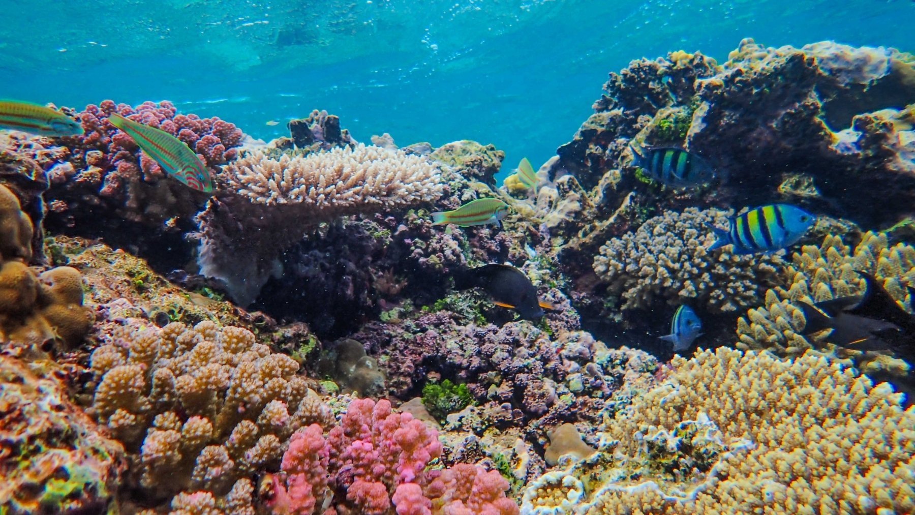 Hallazgo inaudito que deja a los científicos sin palabras: aparece una ciudad submarina de hace 9.000 años