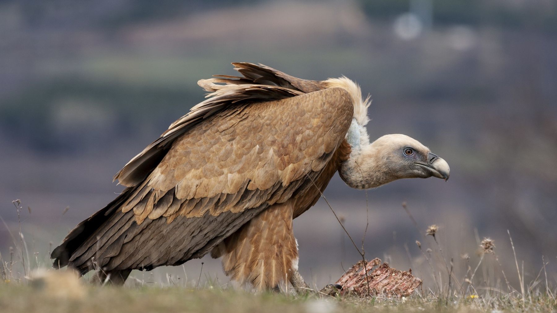Estupor en la zoología española tras descubrir que los buitres descienden en realidad de 3 especies distintas