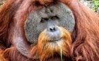 Una cría de orangután