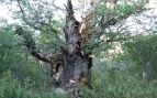 Roble milenario, Burgos, naturaleza, árboles