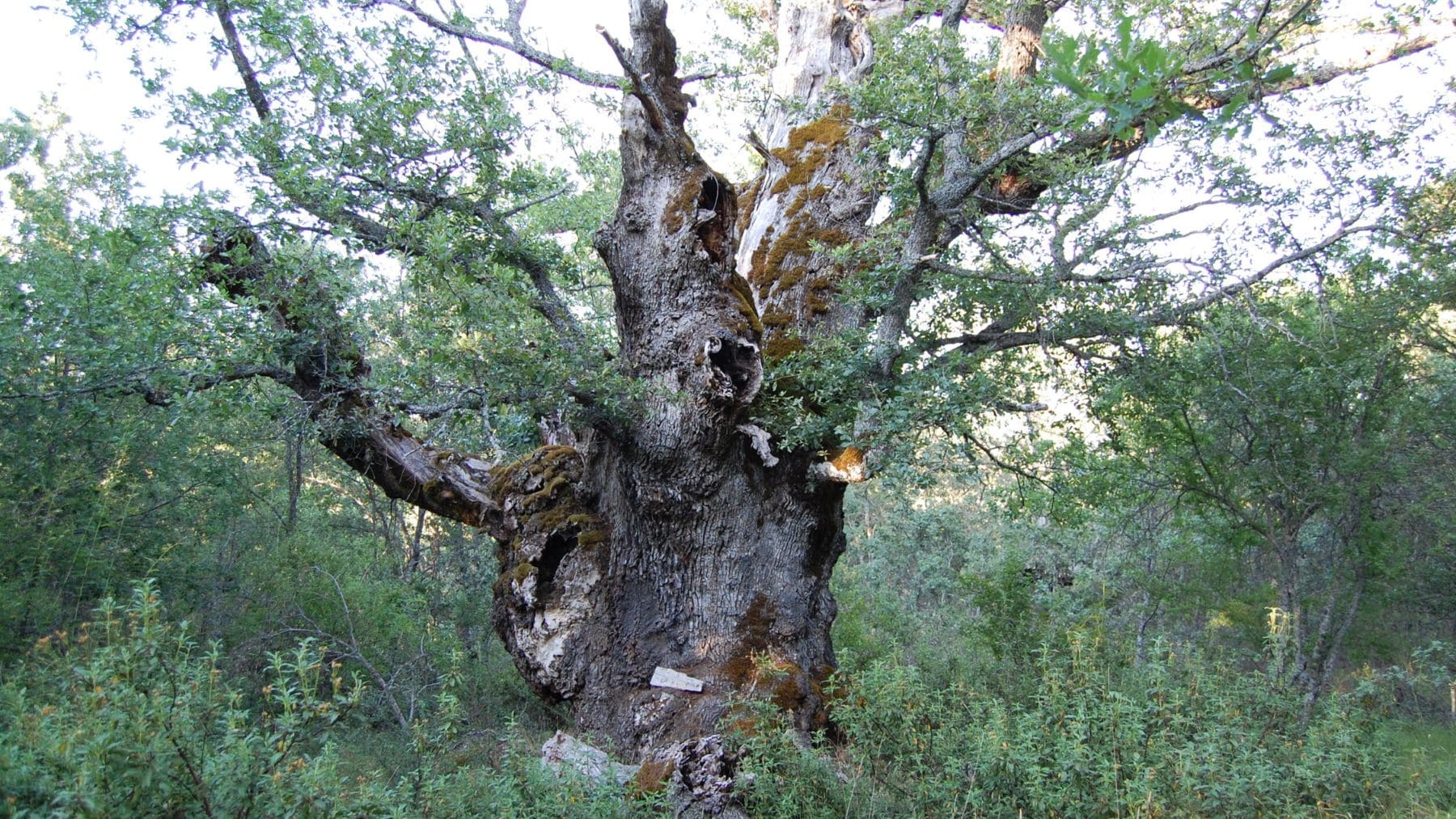 El imponente roble milenario de 9 metros de perímetro oculto en uno de los pueblos más pequeños de España