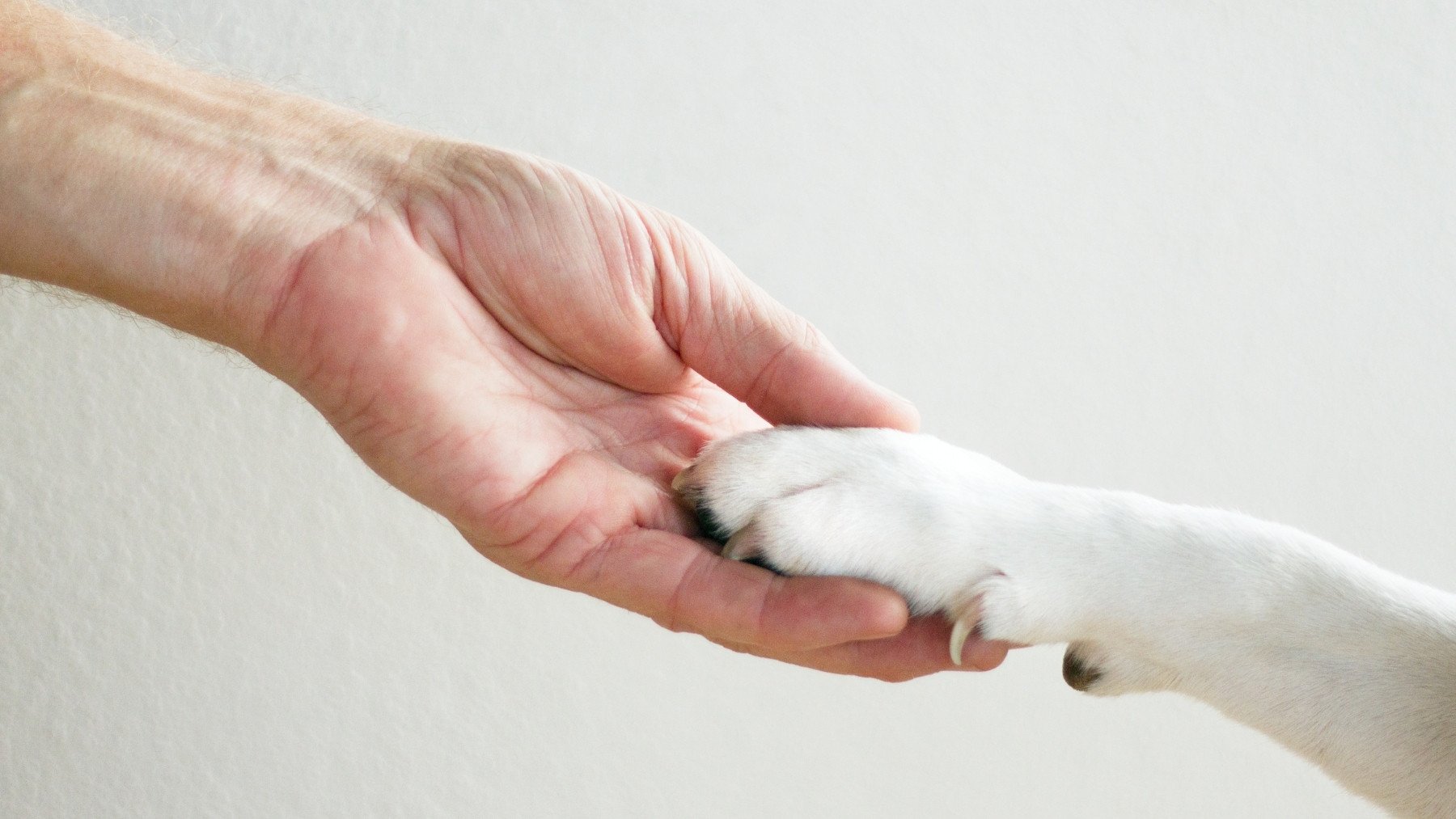 Si tu perro siempre usa la misma pata, no es casualidad: es por esta razón y los expertos lo han confirmado