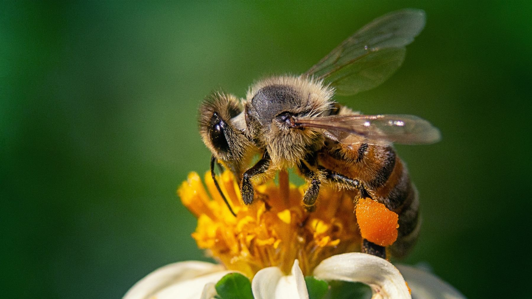 Los científicos no dan crédito: si tienen menos comida, las larvas de las abejas se hacen adultas más rápido