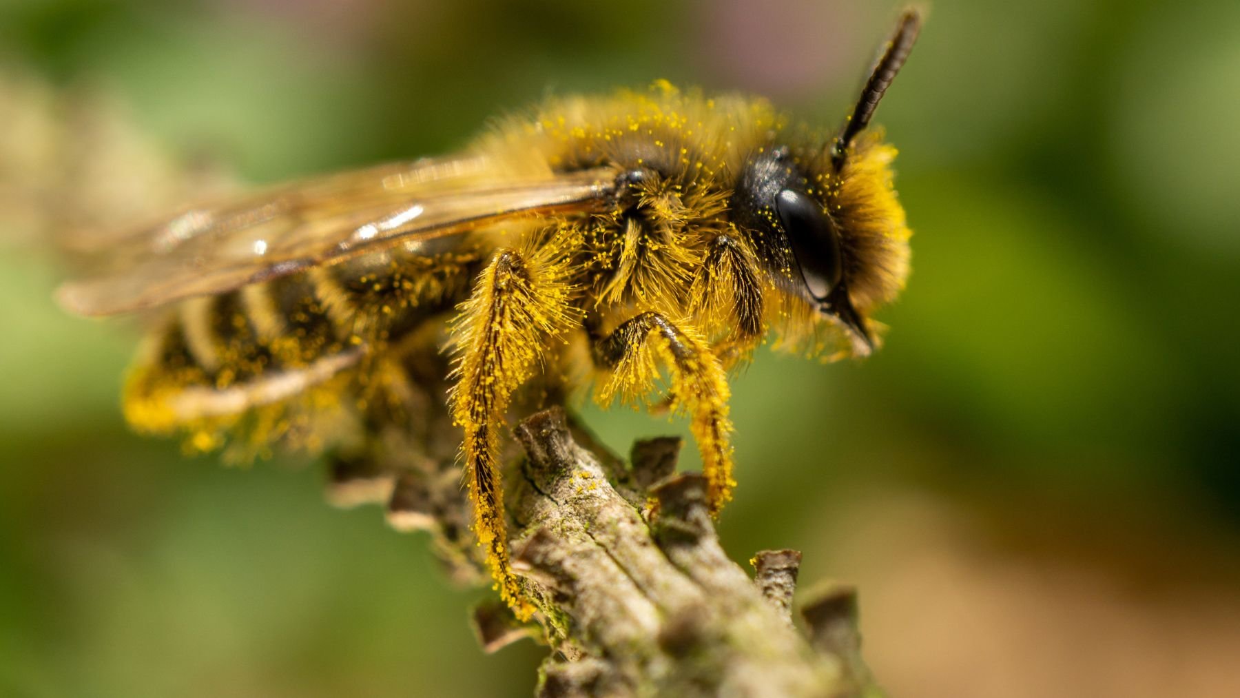 Un agricultor combina ciencia y naturaleza para aumentar un 15% la producción de sus cultivos: las abejas eran la clave