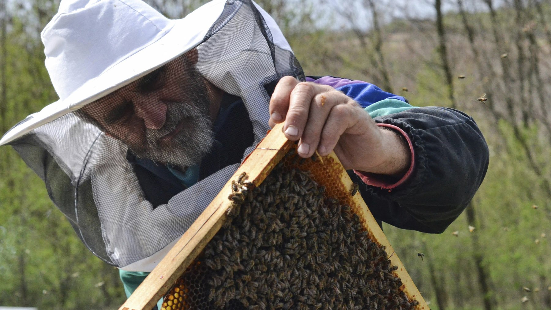 Los zoólogos no dan crédito: un estudio demuestra que las abejas son capaces de reconocer rostros humanos