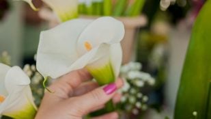 Calas, plantas, hogar, decoración