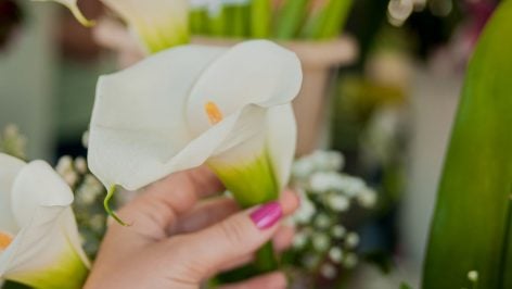 Calas. Foto: Freepik