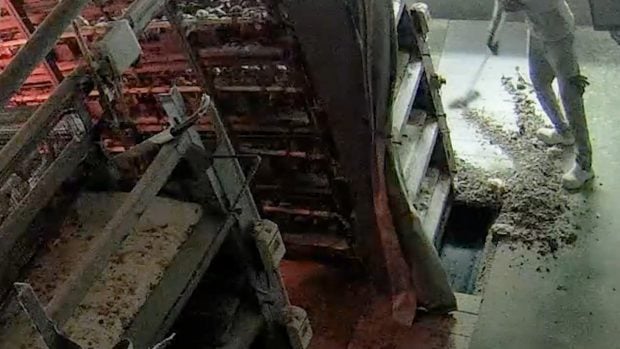 granja-codornices-condiones