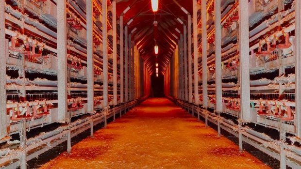 granja-codornices-interior