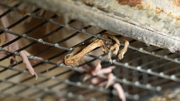 granja-codornices-jaula