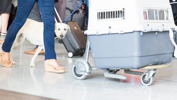 mascotas autobuses alternativos