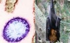 La OMS lanza una alerta por el virus Nipah en India ante el riesgo de una propagación mortal en Asia