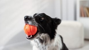 Perro con objeto en la boca
