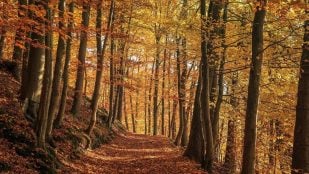 La RAE acepta otubre en español, otubre y setiembre en el diccionario, otubre sinónimo de octubre en castellano, otubre en desuso.