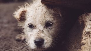 Perros, animales, mascotas