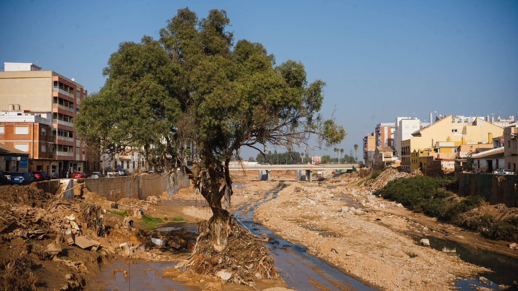 Un árbol que pudo resistir los embates de la DANA de Valencia.