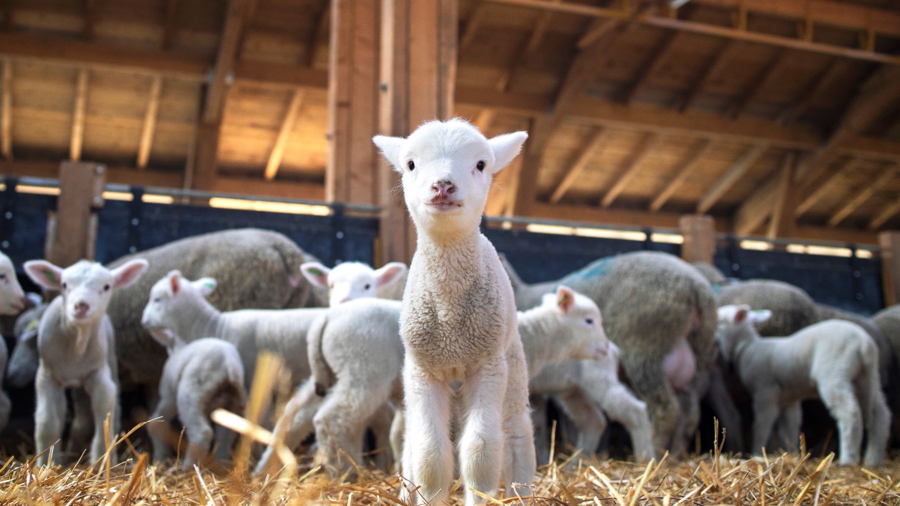 Las certificaciones de bienestar animal buscan mejorar las condiciones de vida del ganado.