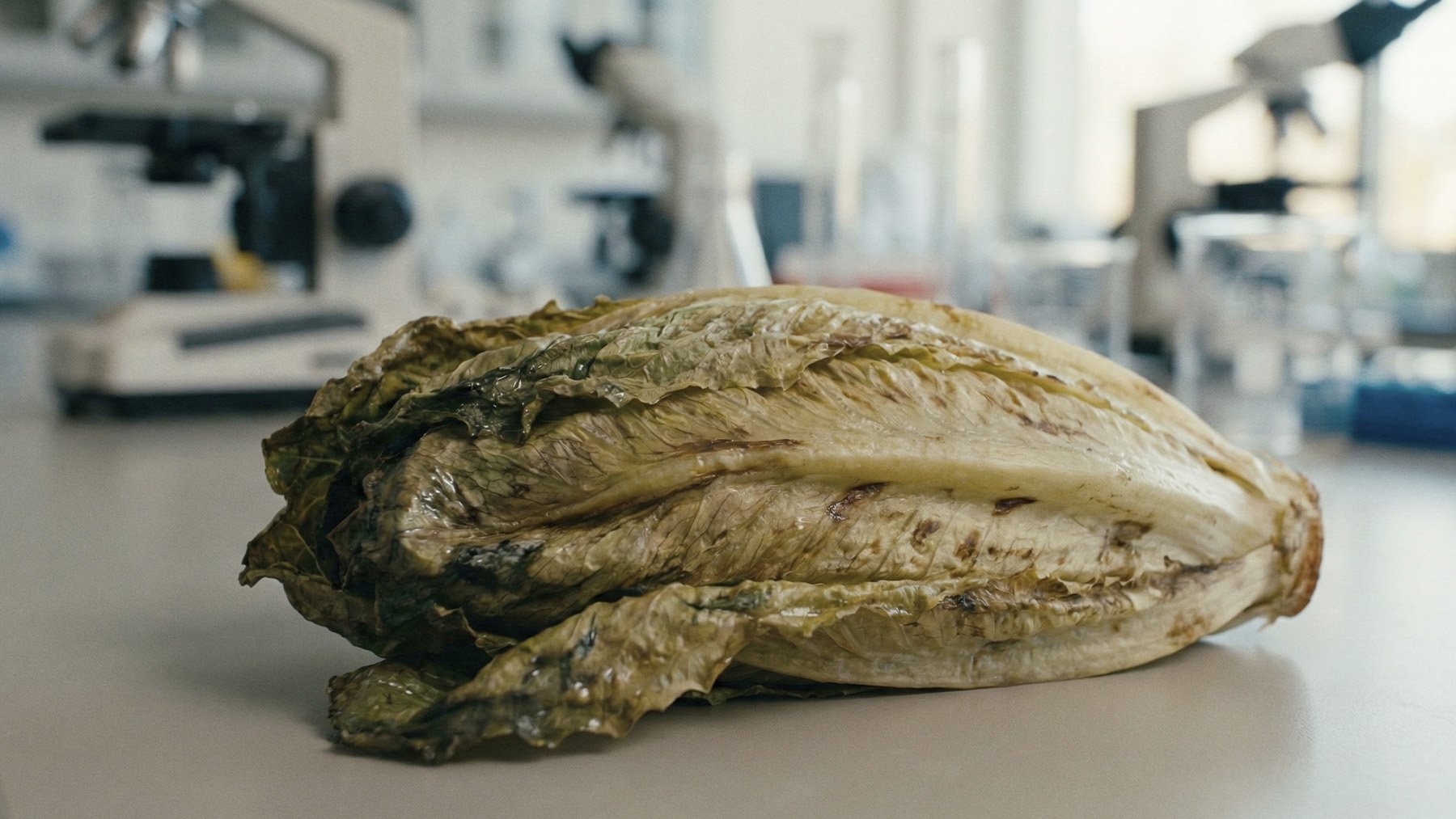 Investigadores españoles averiguan la causa química de que las lechugas se estropeen tan pronto