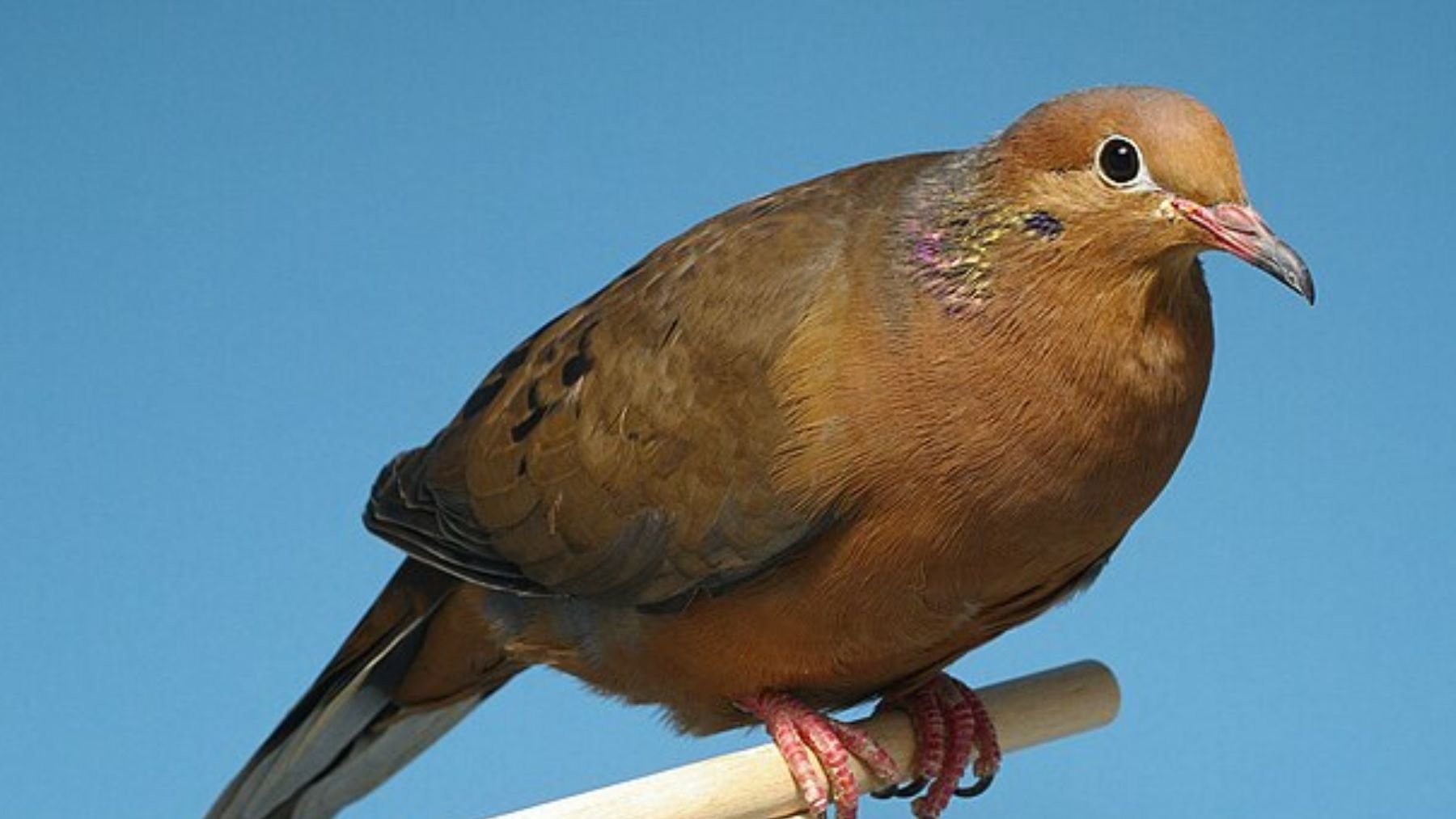 Paloma de Socorro. Foto: Wikimedia Commons / CC BY-SA 4.0 / Johann Alexi