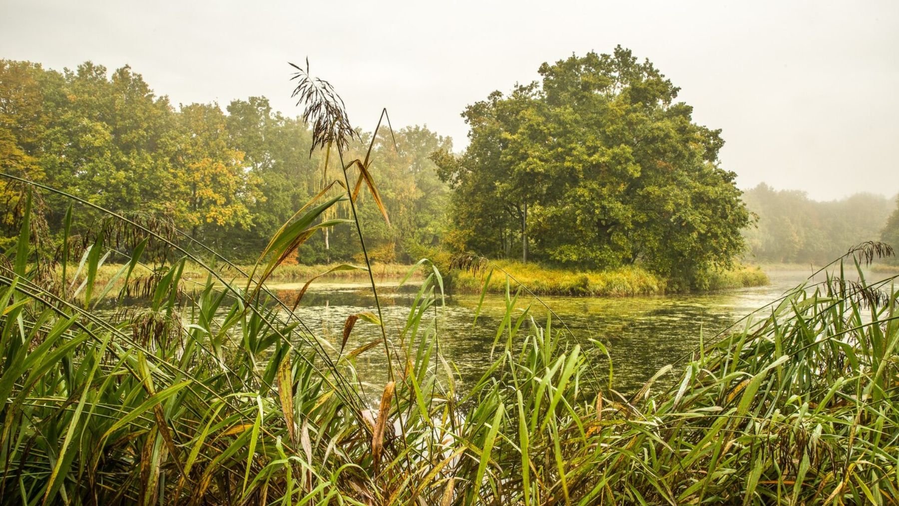 Por raro que suene, la ciencia lo respalda: Bélgica está talando bosques e inundando campos agrícolas a propósito
