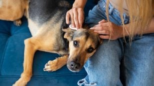 Dermatitis, mascotas, animales, curiosidades