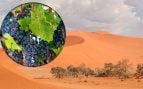 Namibia cultiva uvas en el desierto, uvas en el desierto de Namibia, agricultura en el desierto, cómo cosechan uvas en el desierto namibio, qué son las uvas de Namibia, agricultores de uva en Namibia.