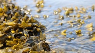 Algas flotantes en el océano, algas flotantes, cuántas algas hay en el océano, uso de inteligencia artificial para estudio de algas, IA y análisis del mar.