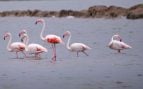 Flamencos en el Parque Nacional de Doñana, uno de los principales humedales españoles.