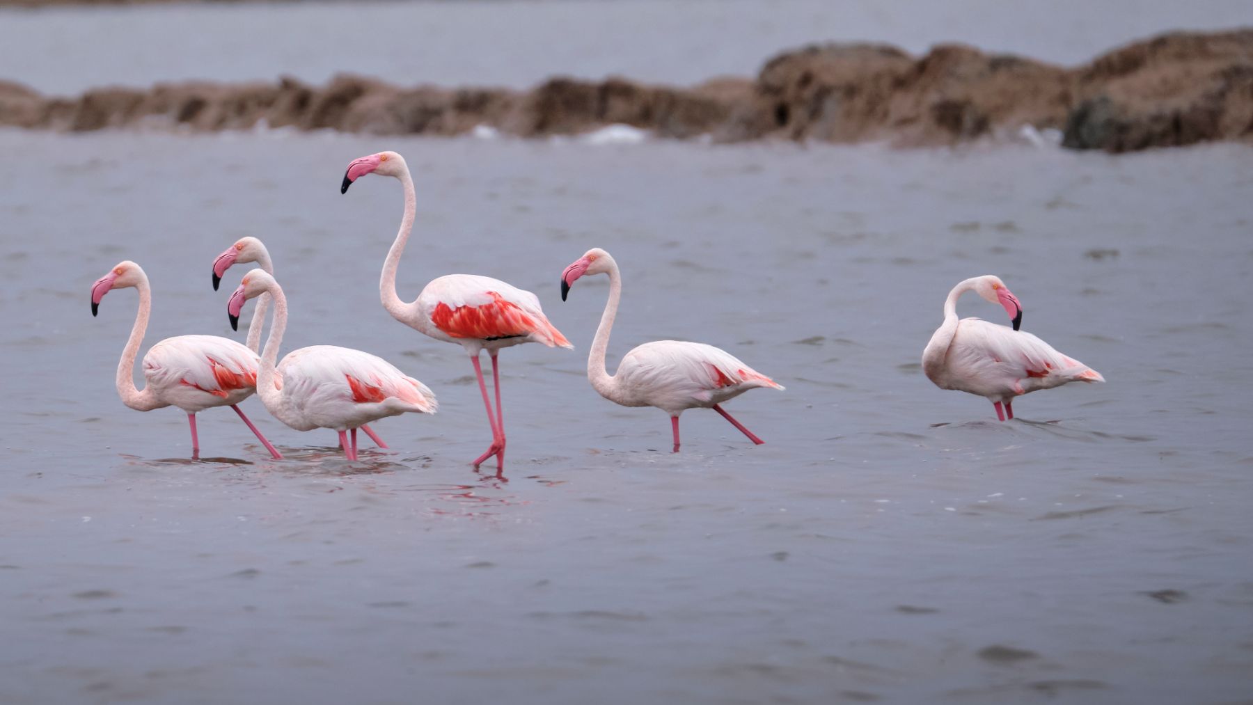 Flamencos en el Parque Nacional de Doñana, uno de los principales humedales españoles.